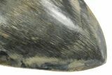 Serrated, Fossil Megalodon Tooth - Indonesia #238953-3